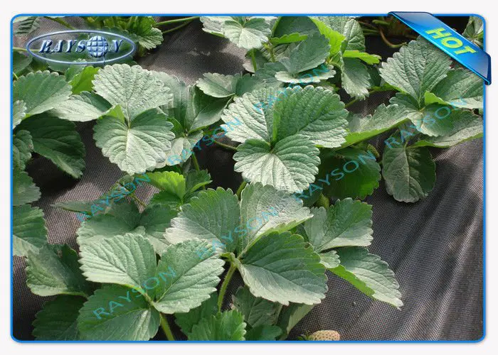 high quality black cloth for weed control wholesale for root control bags