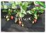 Rayson Non Woven Fabric high quality garden liner to prevent weeds width for root control bags