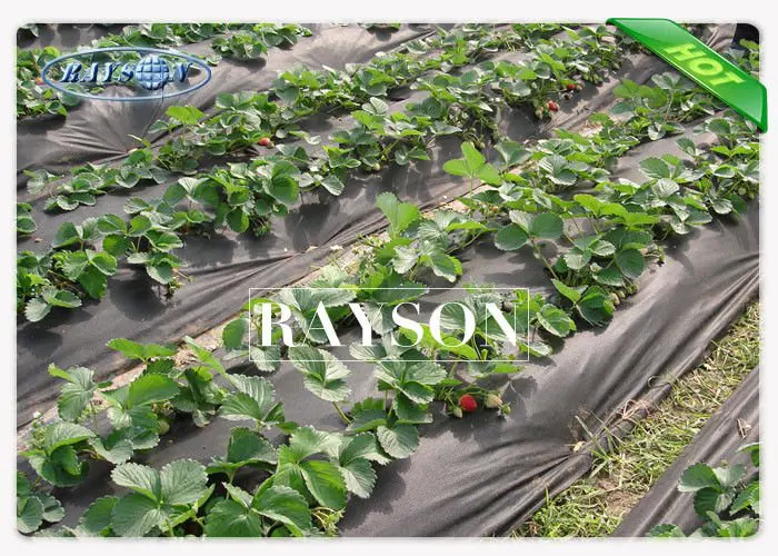 2% UV - Resistance Non Woven Landscape Fabric , Black Weed Control Fabric