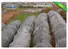 Rayson Non Woven Fabric high quality ground cover weed control seasame for root control bags