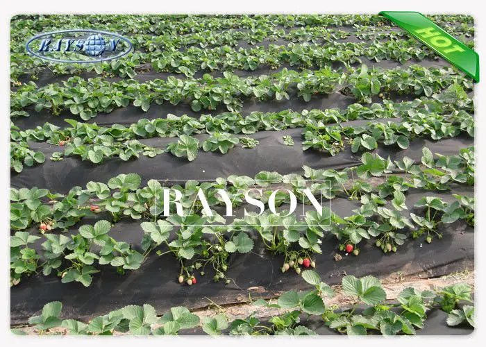 Black 50GSM Non Woven Garden Weed Control Fabric Killing Weeds On Farm